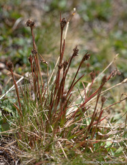 Luzula orestera