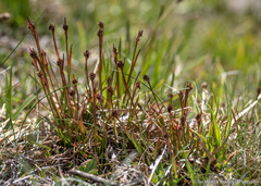 Luzula orestera