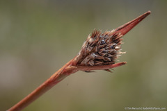 Luzula orestera