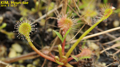 Drosera rotundifolia
