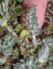 Potentilla breweri