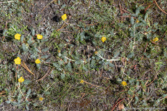 Potentilla breweri