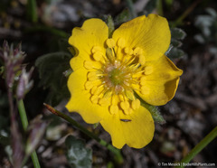Potentilla breweri