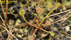 Drosera rotundifolia