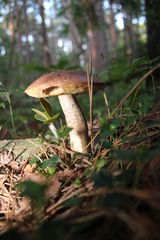 Leccinum vulpinum