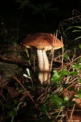 Leccinum vulpinum