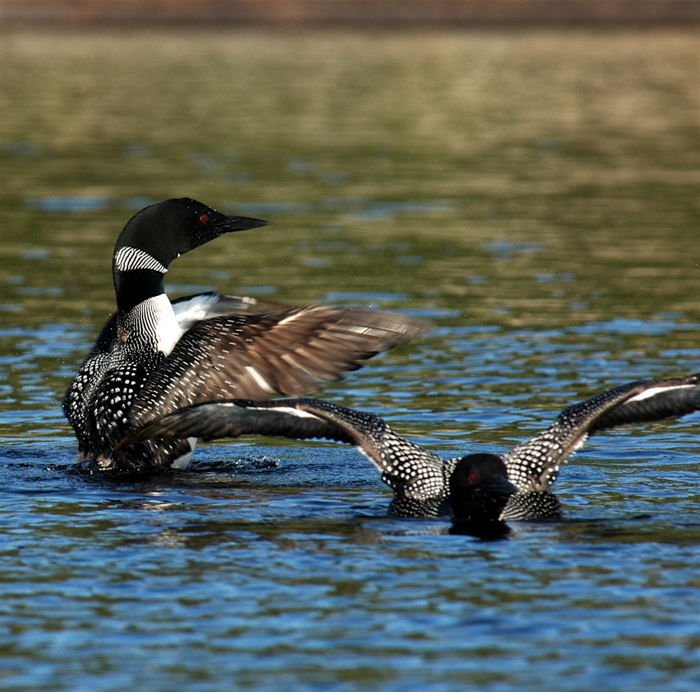 Common Loon Don Edwards San Francisco Bay National Wildlife Refuge Inaturalist