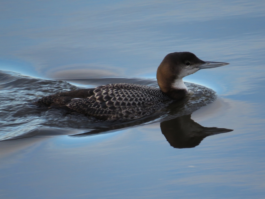 Common Loon Don Edwards San Francisco Bay National Wildlife Refuge Inaturalist