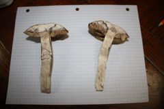 Leccinum vulpinum