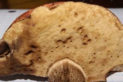 Leccinum vulpinum