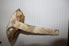 Leccinum vulpinum