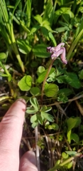 Corydalis pauciflora