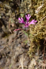Clarkia concinna concinna