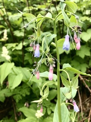 Mertensia paniculata