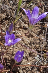 Brodiaea