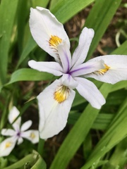 Iris tenuis