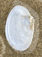 Periploma planiusculum