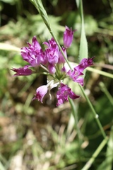 Allium peninsulare