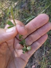Trifolium microcephalum
