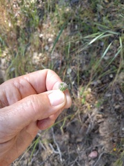 Trifolium microcephalum