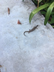 Elgaria multicarinata