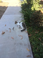 Elgaria multicarinata