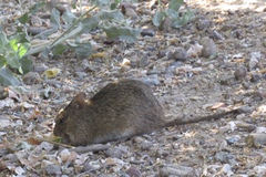 Sigmodon arizonae