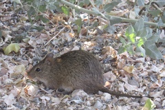 Sigmodon arizonae