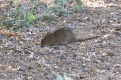 Sigmodon arizonae