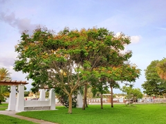 Peltophorum pterocarpum