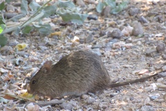 Sigmodon arizonae