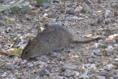 Sigmodon arizonae