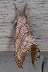Drepana bilineata