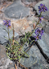 Penstemon procerus formosus