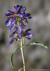 Penstemon procerus formosus