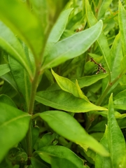 Geina tenuidactylus