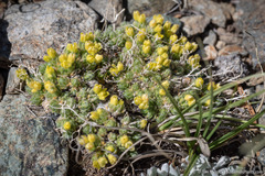 Draba densifolia