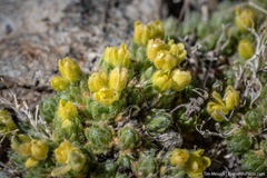 Draba densifolia
