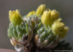 Draba densifolia