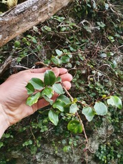 Metrosideros carminea