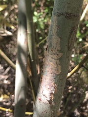 Agrilus quadriguttatus niveiventris