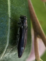 Agrilus quadriguttatus niveiventris