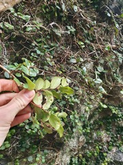 Metrosideros carminea