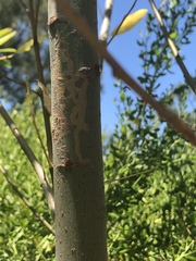 Agrilus quadriguttatus niveiventris