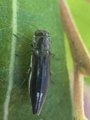 Agrilus quadriguttatus niveiventris