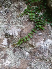 Metrosideros carminea