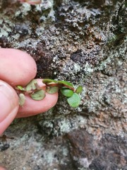 Metrosideros carminea