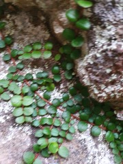 Metrosideros carminea