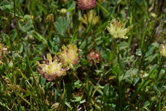 Trifolium fucatum