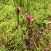 Sarracenia × flavopurpurea - Photo (c) jenathan, algunos derechos reservados (CC BY-NC)